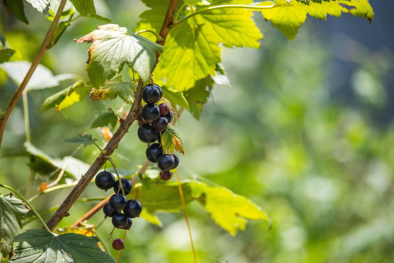 Досвідчені садівники назвали ефективне осіннє підживлення для смородини