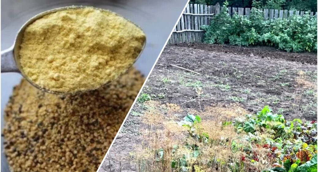 Хаотично “посіваю” грядки 1 пачкою дешевої крупи – земля перероджується: замість цілого причепу гною 