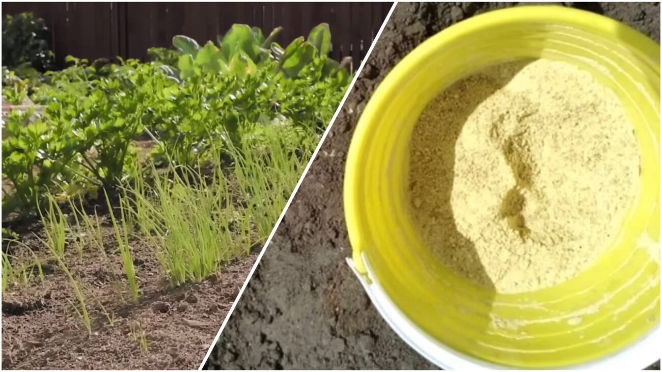 Агрономи поділилися рецептом дієвого добрива для грядок замість гною