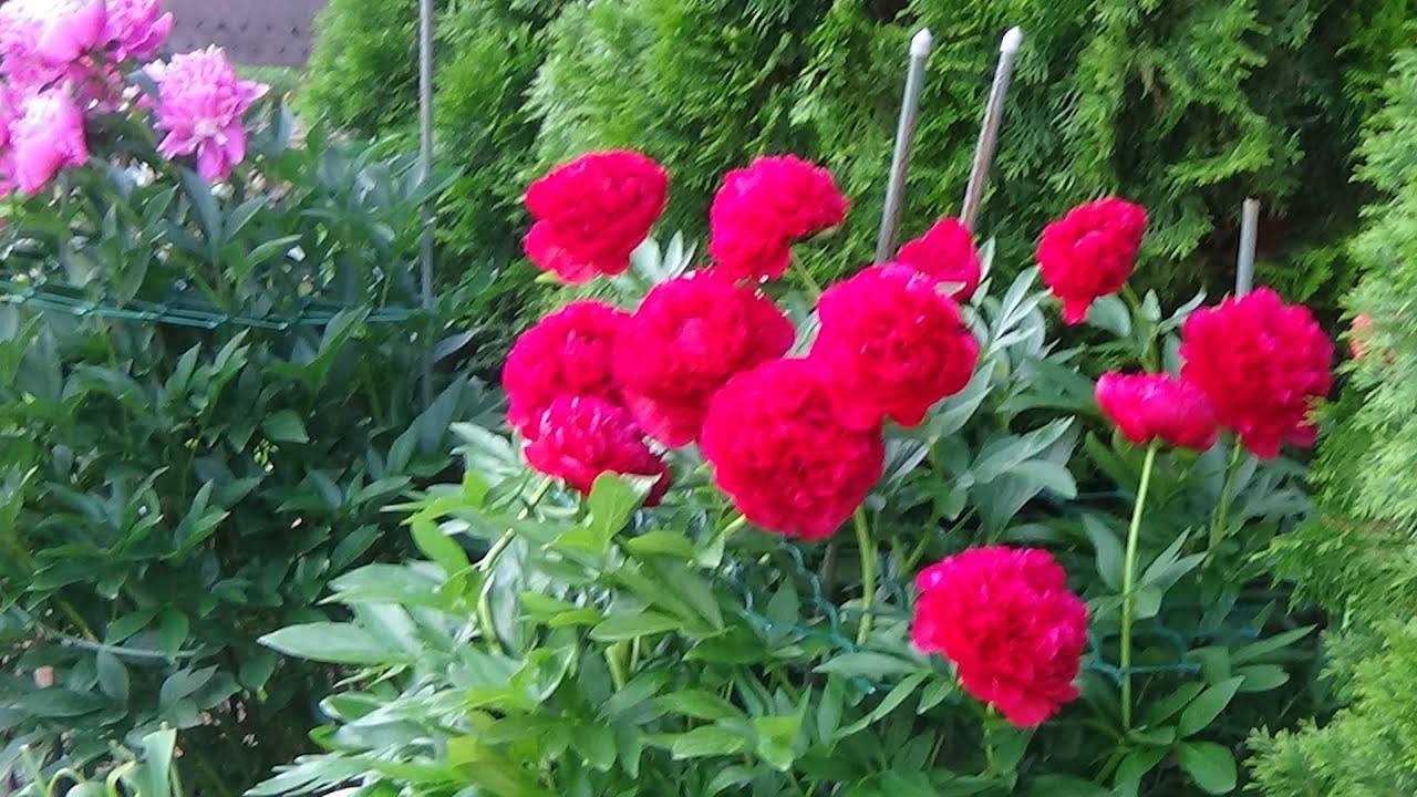 Квітникарі розповіли, чим правильно підживлювати півонії восени