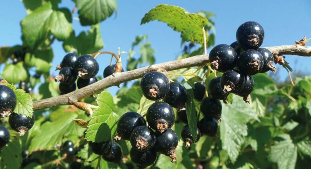 Осіння обрізка смородини – 95% успіху: коли та як правильно проводити процедуру для врожайності 