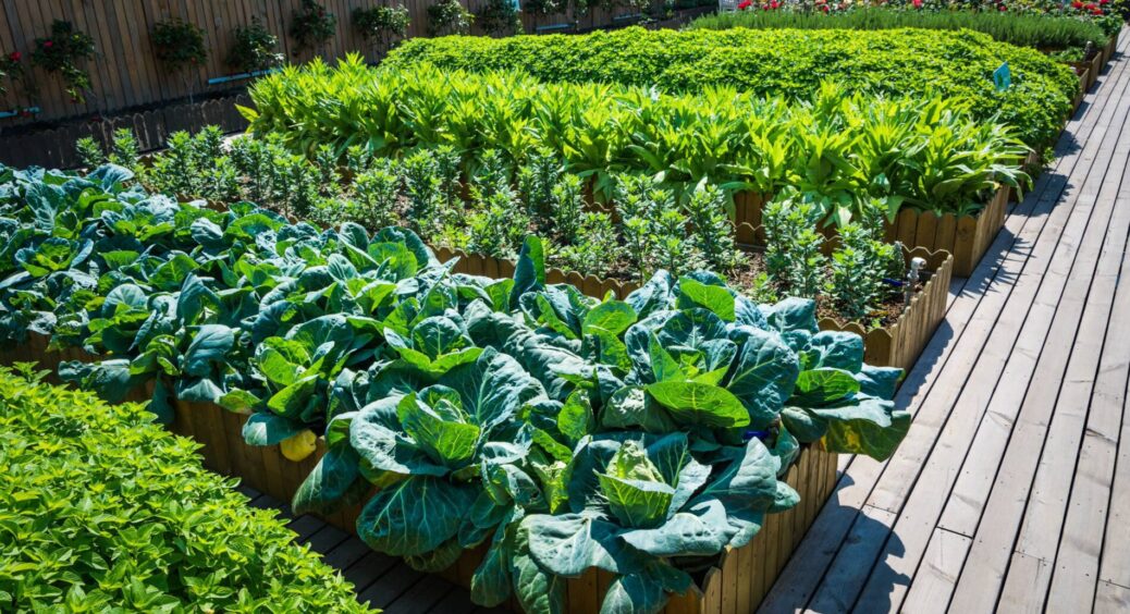 2-ий шанс для грядок: кум-садівник із 38-річним стажем по секрету підказав, як легко зібрати осінній урожай 