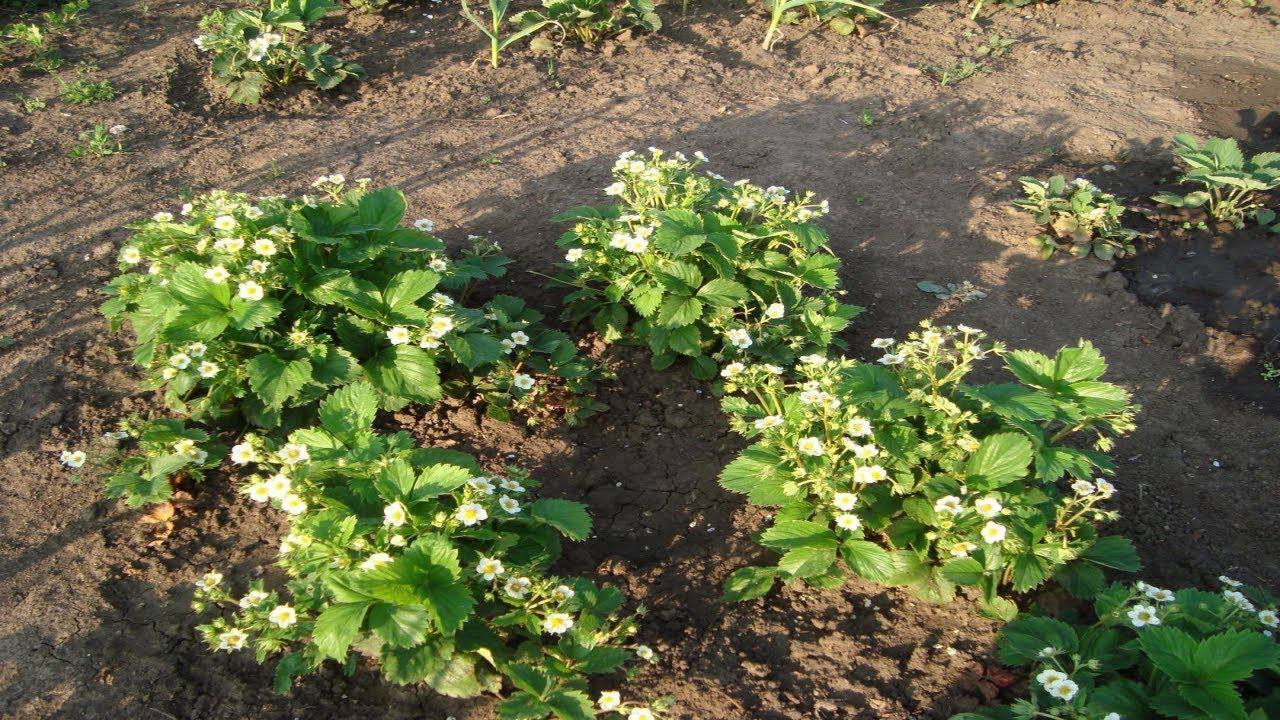 Агрономи розповіли, як правильно доглядати за грядкою з полуницею восени