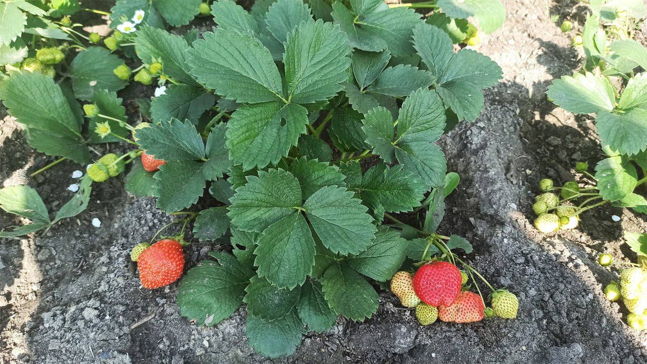 Агрономи розповіли, як правильно доглядати за грядкою з полуницею восени