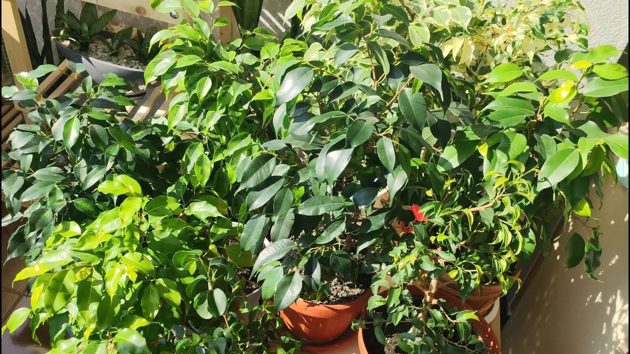 Квітникарі розповіли, як досягти активного розвитку фікуса Бенджаміна восени