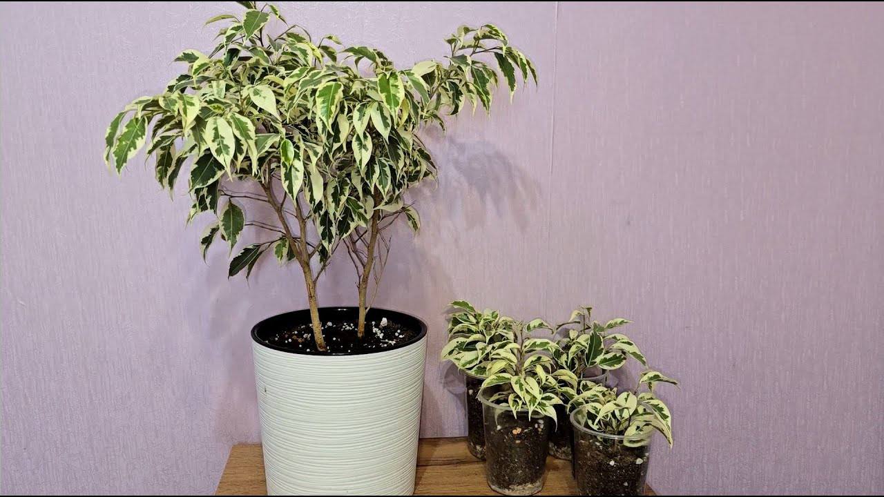 Квітникарі розповіли, як досягти активного розвитку фікуса Бенджаміна восени