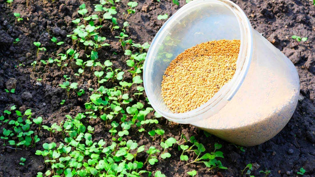 Городники розповіли, які 2 сидерати варто посіяти після викопування картоплі