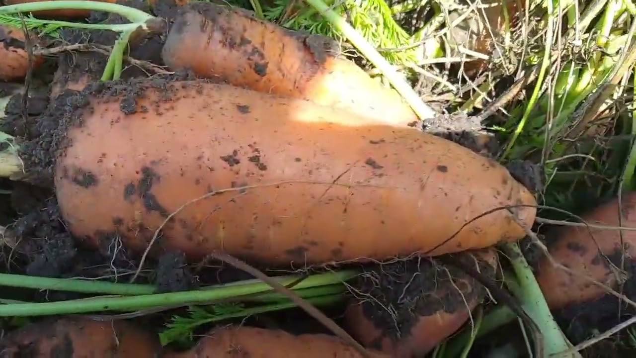 Досвідчені городники розповіли, як правильно посіяти моркву під зиму