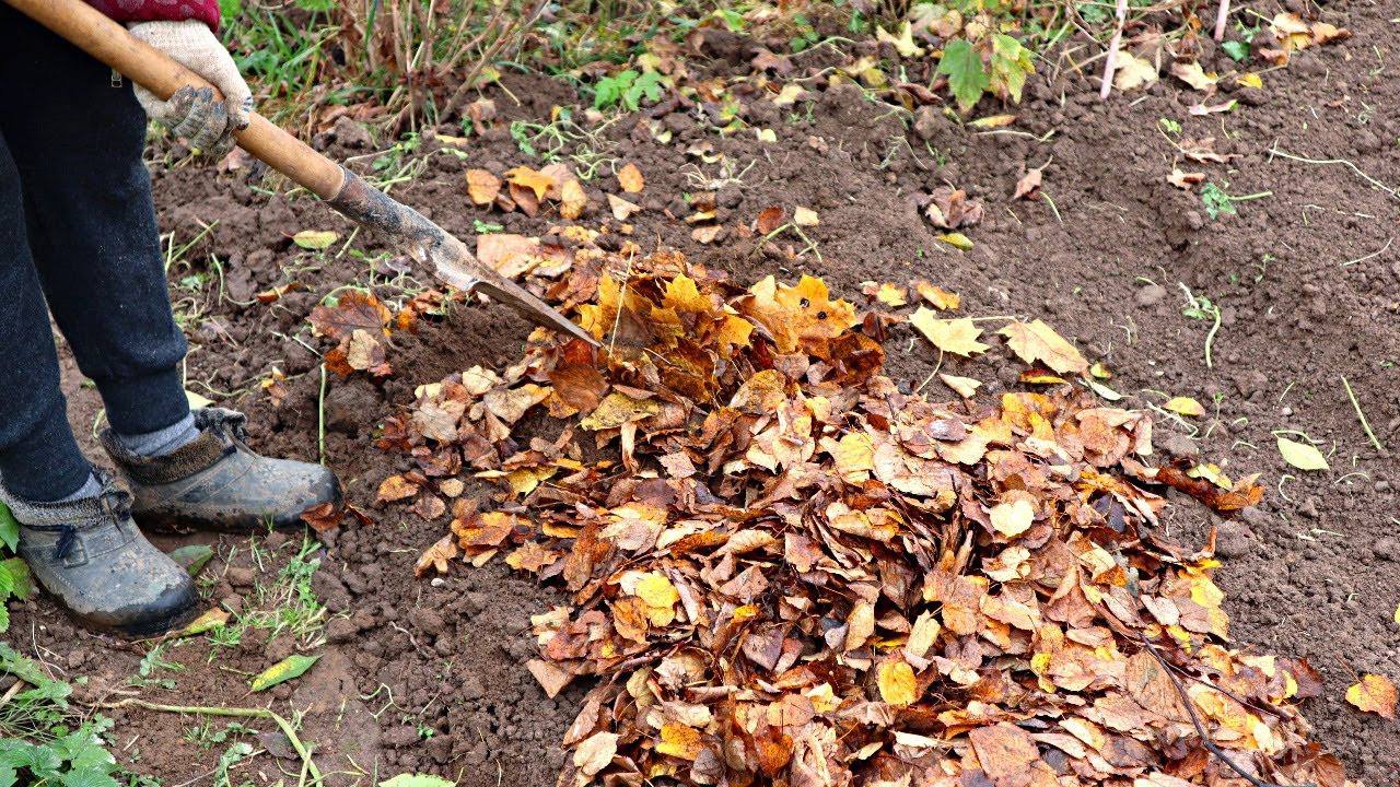 Городники назвали перевірену техніку швидкого прибирання на грядках і в саду