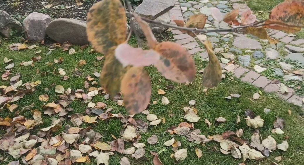 Дідусь-городник із 42-річним стажем підказав, як використовувати опале листя для городу 