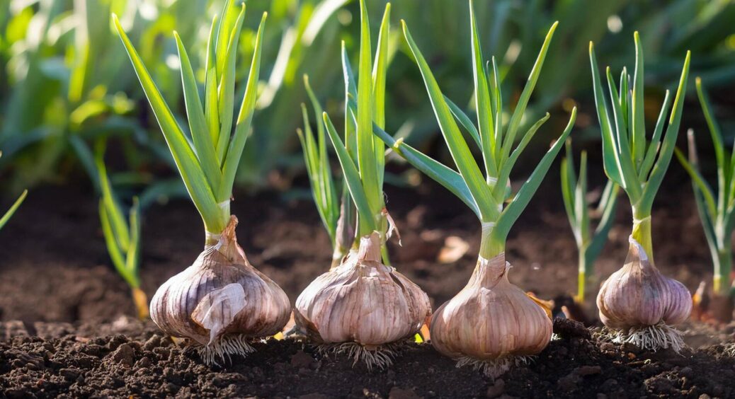 Часник тепер вирощую на лушпиння! На городі стільки користі несе, і загальна урожайність зростає на 40% 