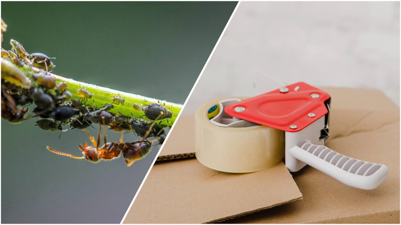 Садівники розповіли, як за допомогою канцелярського скотчу боротися із попелицею