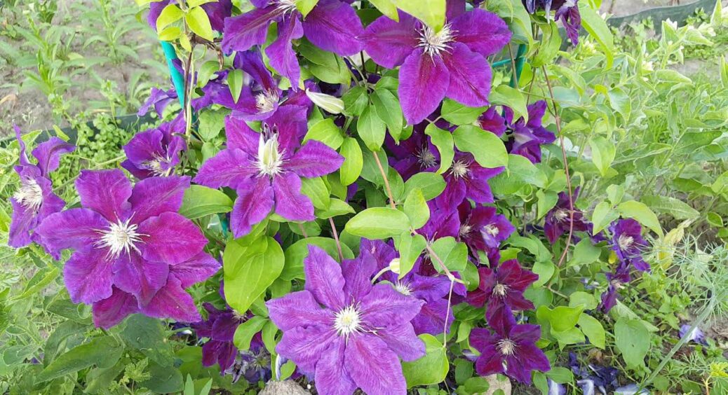 Кума-квітникарка показала, як обрізати клематіс у жовтні – все набагато простіше, ніж я думала: 5 кроків 