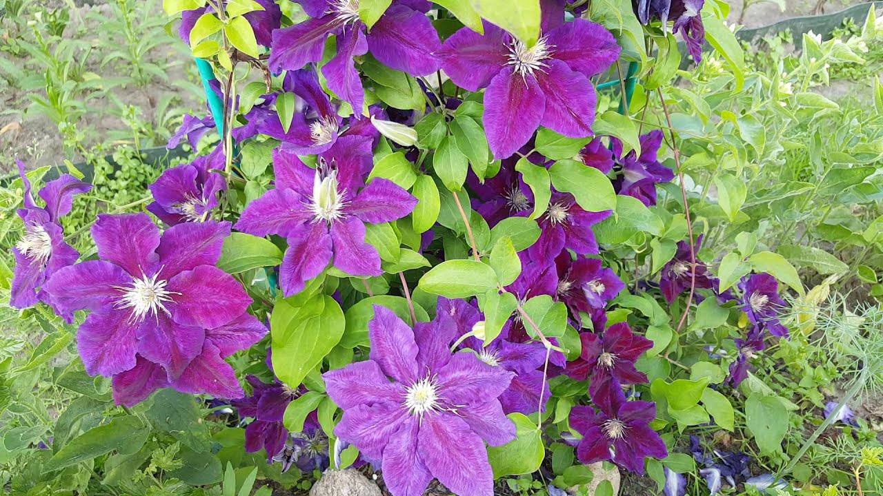 Квітникарі розповіли, як правильно обрізати клематіс восени