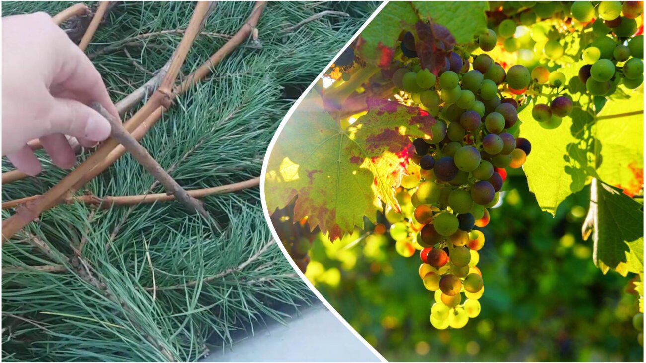Садівники розповіли, як надійно захистити виноград у зимовий період