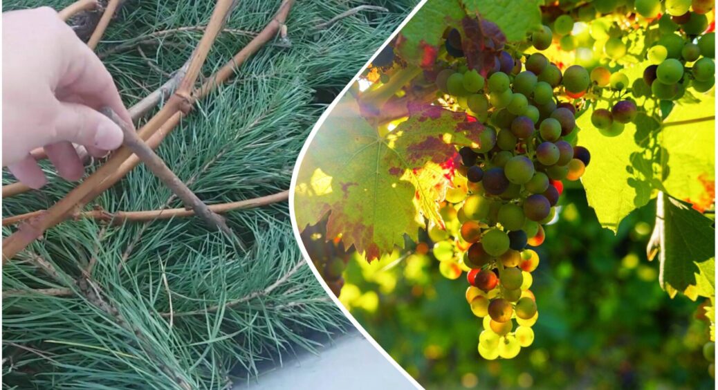 Винограду у вересні – обов’язково: вкриваю лозу цим “дешманським” засобом – навесні не нарадуюсь результату 
