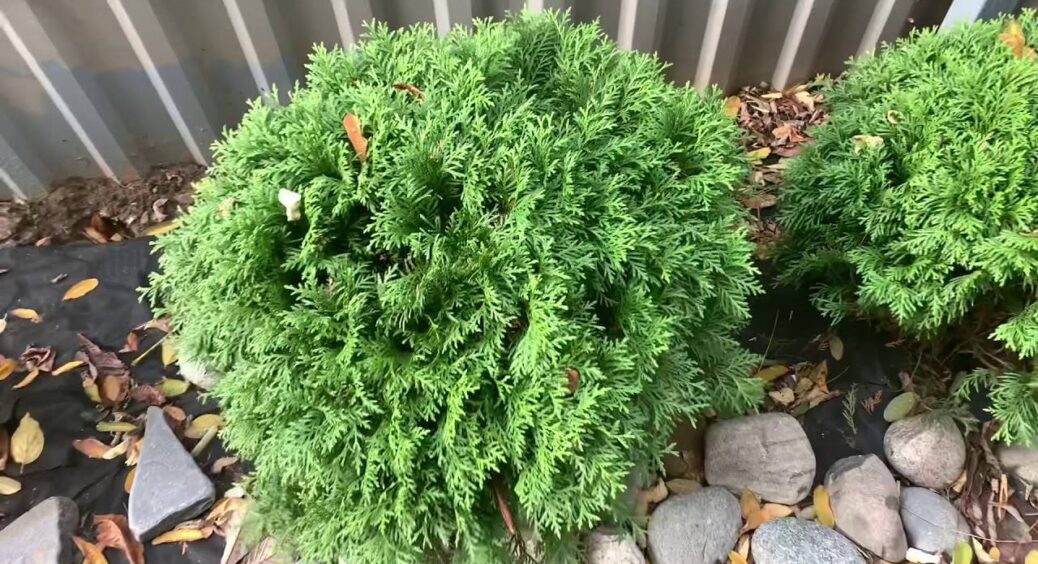 Довідник для дачників: кмітливі садівники назвали “золоті” терміни для посадки туї восени – 100% приживеться 