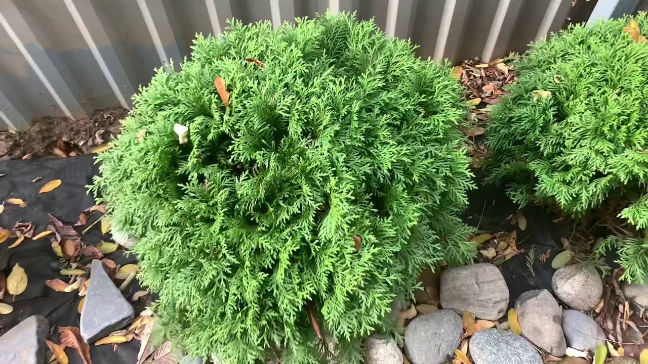 Досвідчені садівники розповіли, коли восени найкраще садити туї