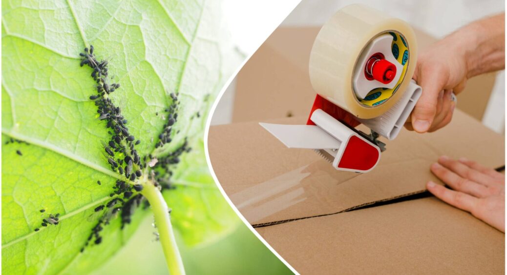 Звичайний скотч проти попелиці: геніальний винахід свекрухи звів з розуму всіх її сусідів – всього 2 дії 