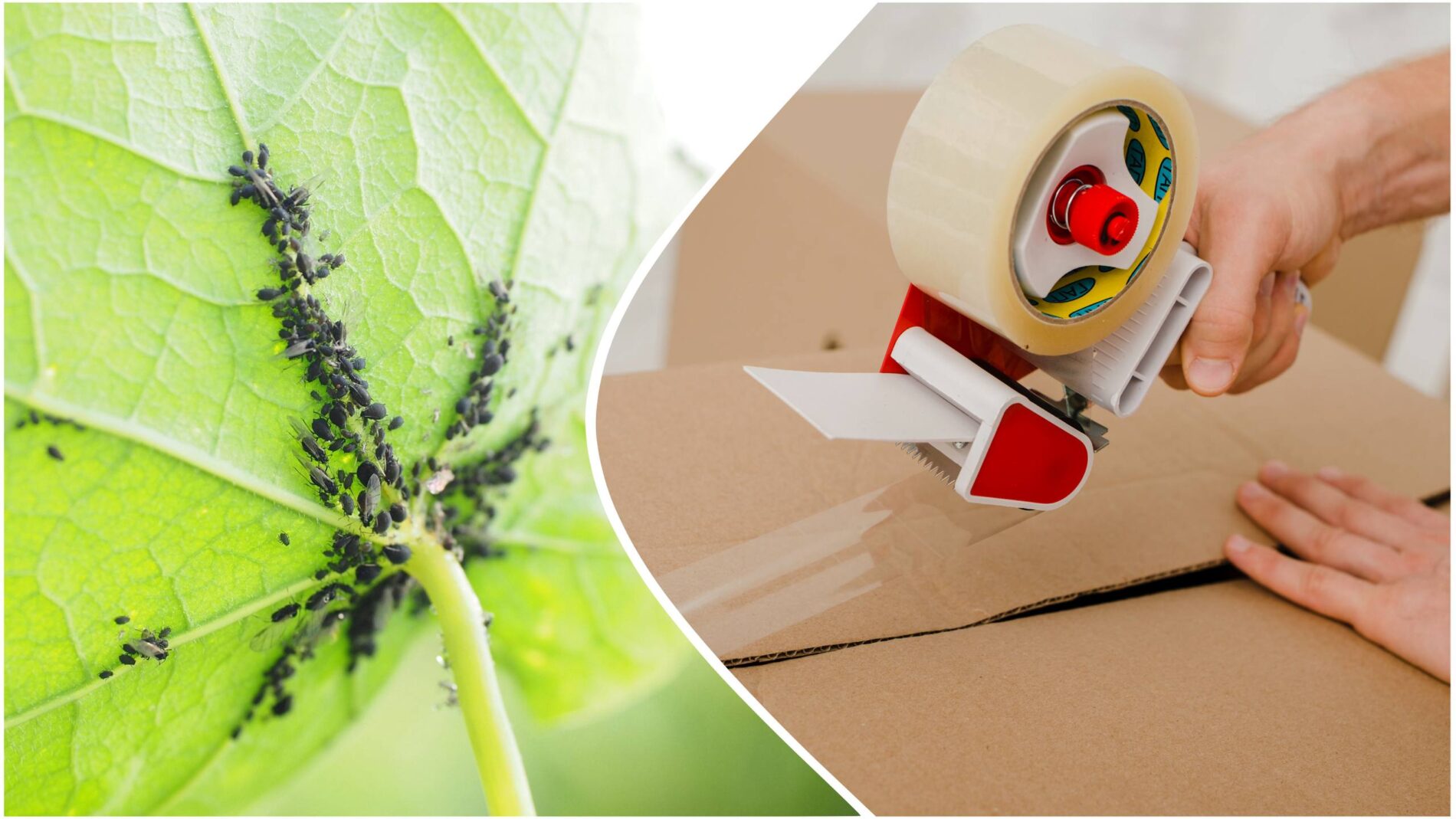 Садівники розповіли, як за допомогою канцелярського скотчу боротися із попелицею