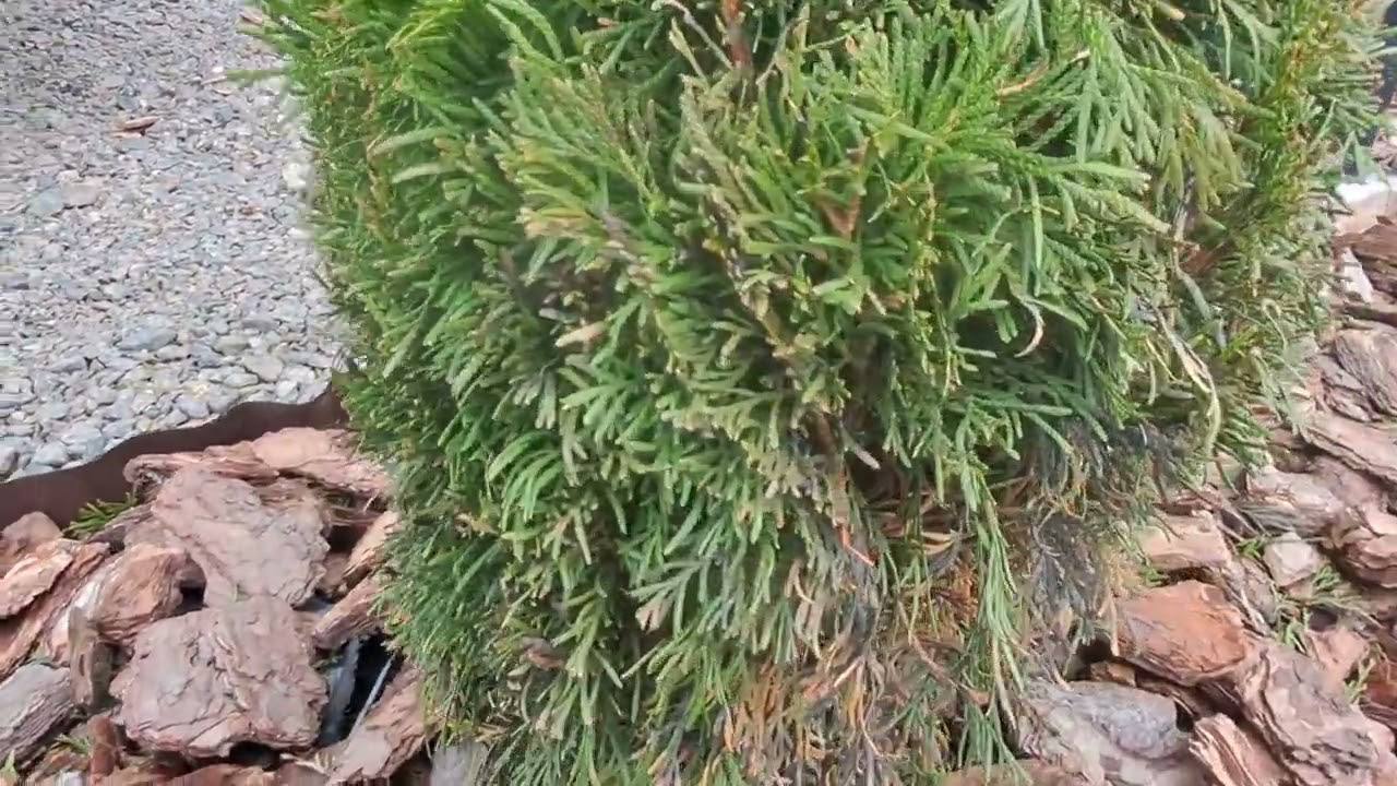 Досвідчені садівники розповіли, коли восени найкраще садити туї