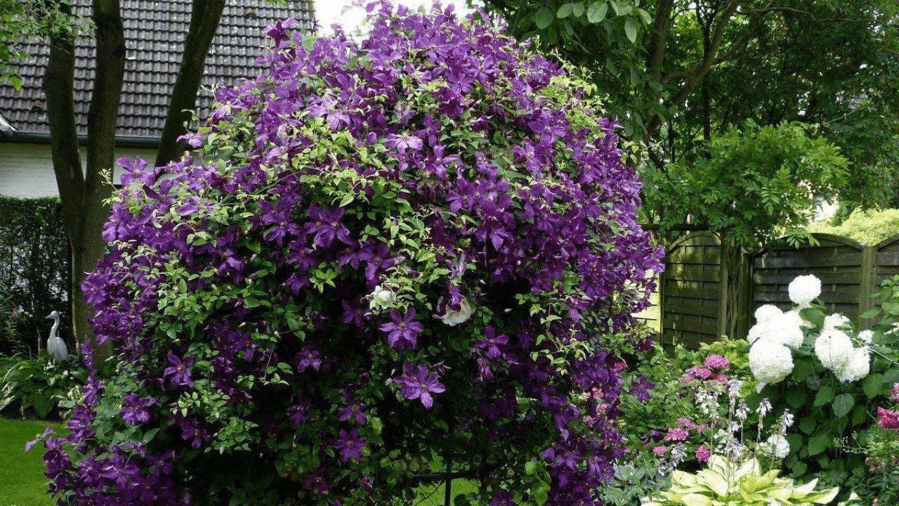 Квітникарі розповіли, як правильно обрізати клематіс восени