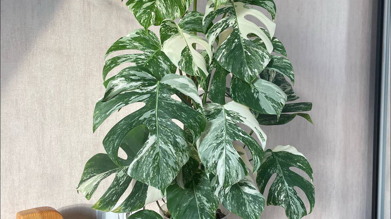 Квітникарі розповіли, навіщо підгодовувати монстеру восени вітаміном B12