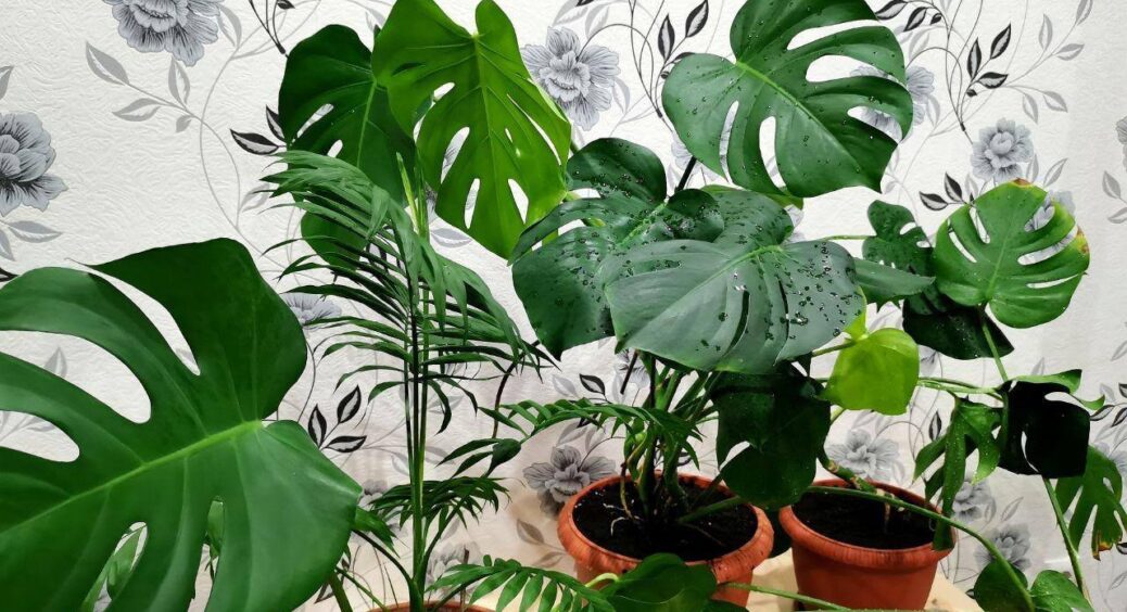 Навіщо підгодовувати монстеру восени вітаміном B12 – квітникарі із 40-річним стажем дали відповідь 