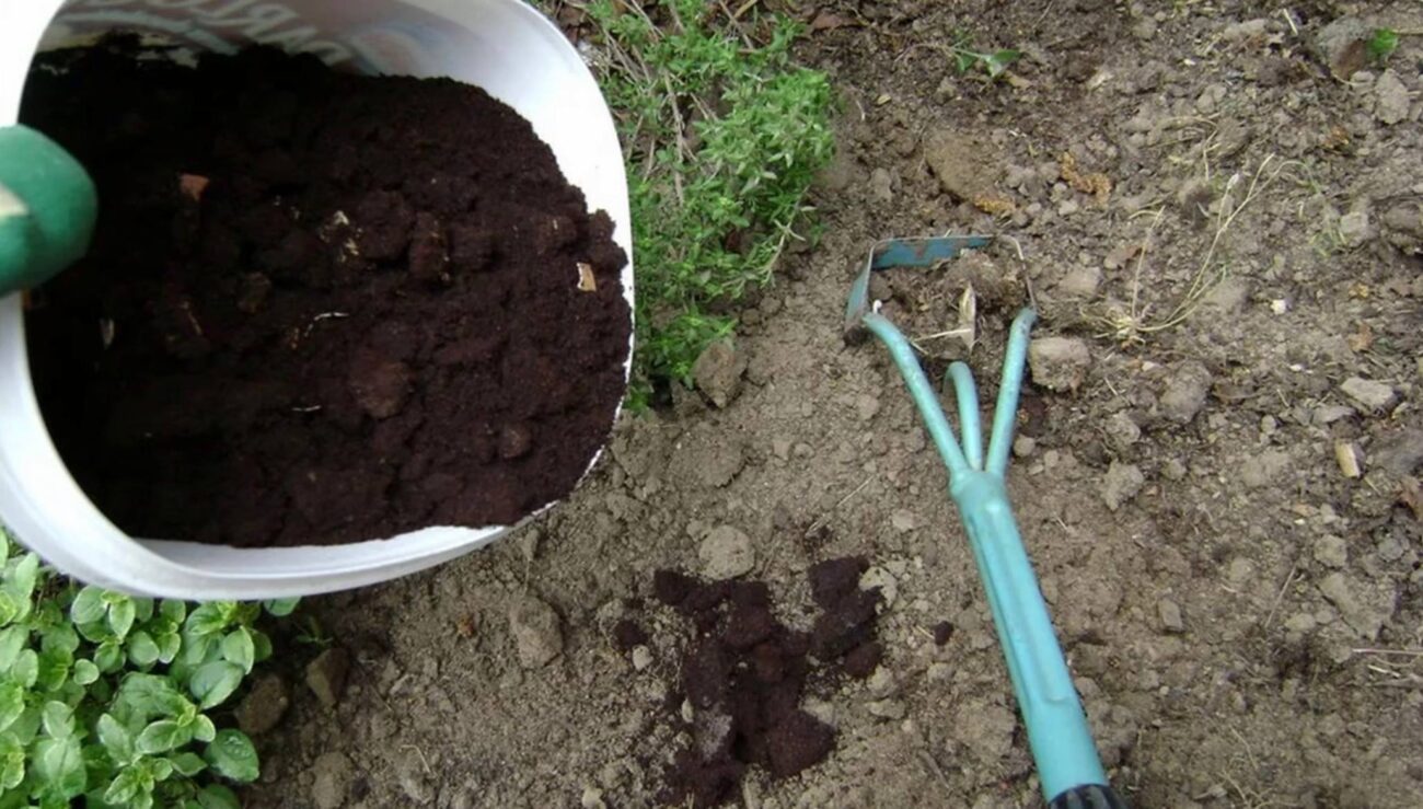 Городники розповіли, як зробити з кавової гущі та використаної заварки органіку