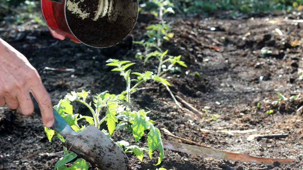 Городники розповіли, як зробити з кавової гущі та використаної заварки органіку