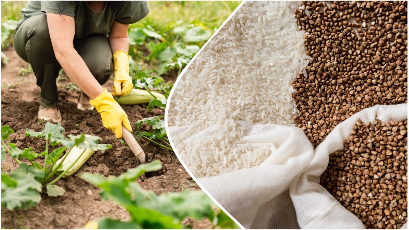 Городники розповіли, як використовувати крупу для покращення ґрунту на ділянці