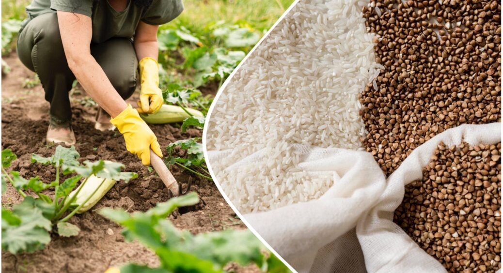 1 миска цієї крупи замінила цілу “газельку” перегною: головне – кидати в цей момент, і ґрунт переродиться 