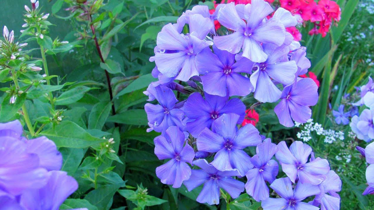 Квітникарі розповіли, як правильно доглядати за флоксами у вересні