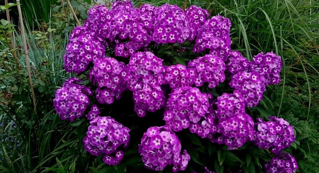 Флоксам у вересні – терміново: 5 простих кроків до пишного та яскравого цвітіння в наступному сезоні 