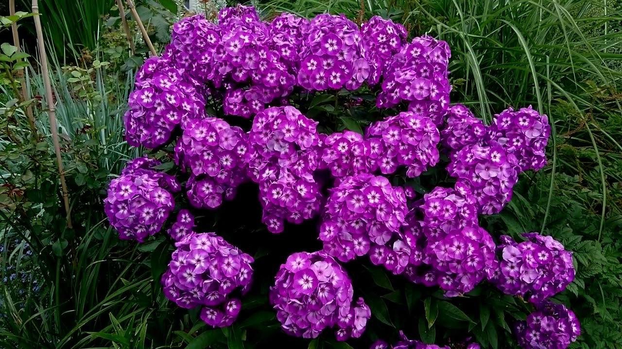 Квітникарі розповіли, як правильно доглядати за флоксами у вересні
