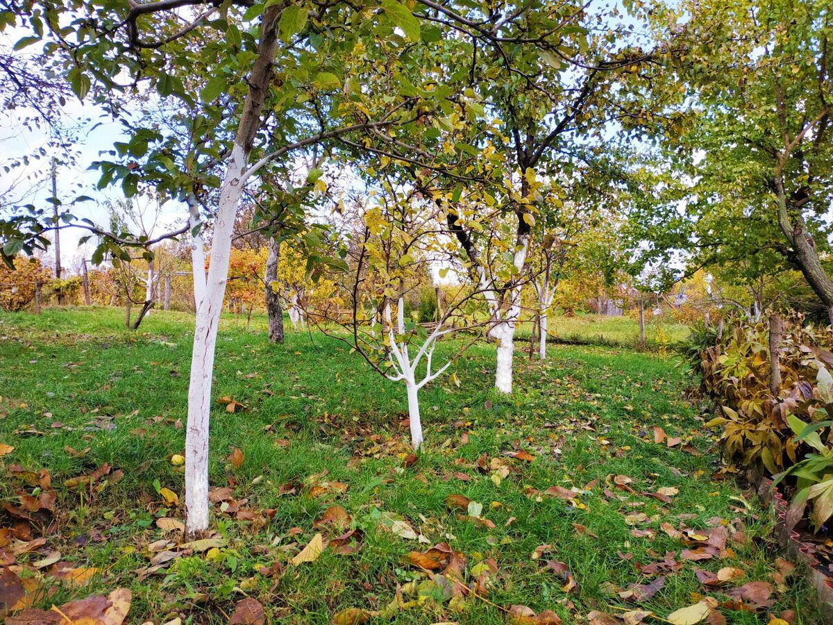 Експерти розповіли, як за допомогою наповнювача для котячого лотка захистити сад від шкідників