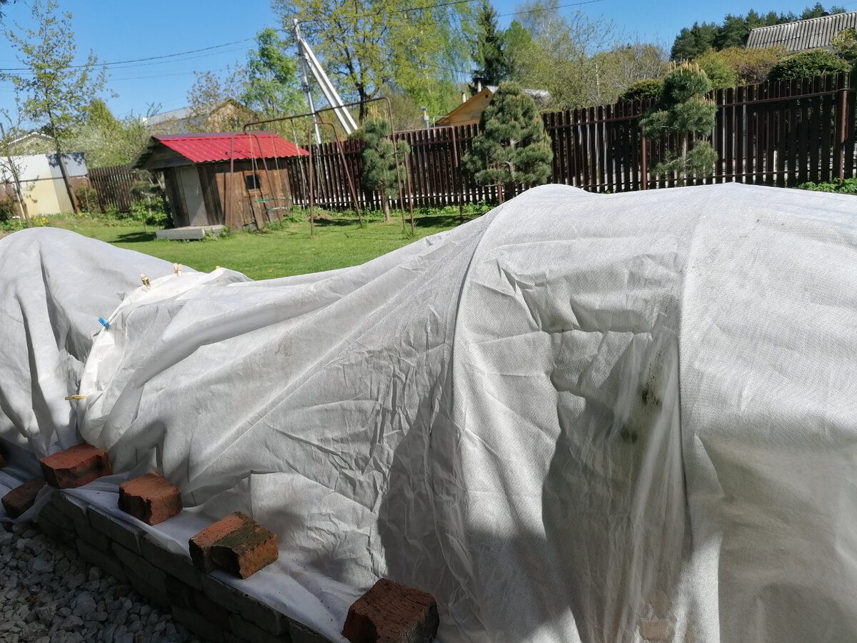 Агрономи розповіли, яку небезпеку в собі приховує передчасне укриття рослин – деталі й тонкощі