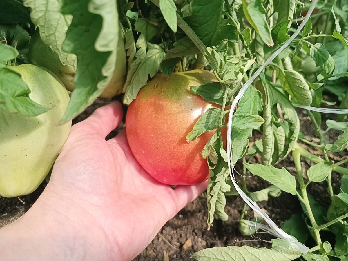 Експерти розповіли, чому осінні томати солодші за літні