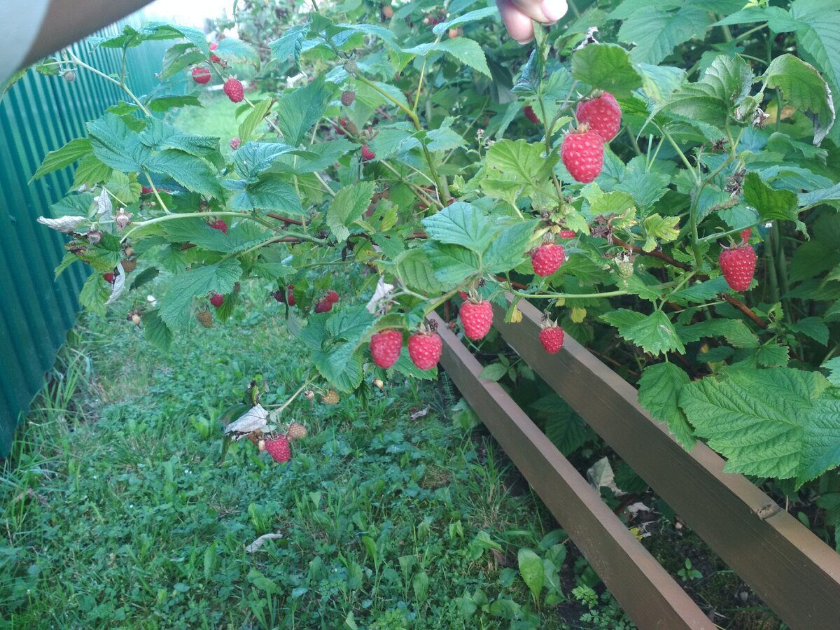 Експерти розповіли, яке добриво для малини допоможе покращити її урожайність – порада