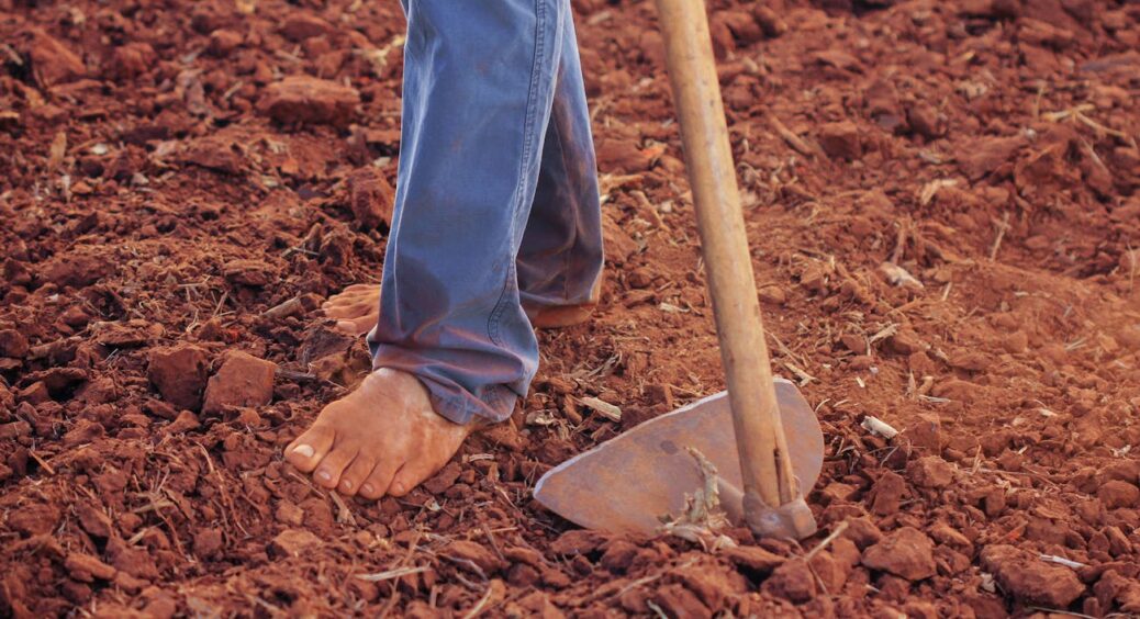 Не викидайте сухий хліб: перетворіть його на підживку, і огірки плодоноситимуть аж до холодів 