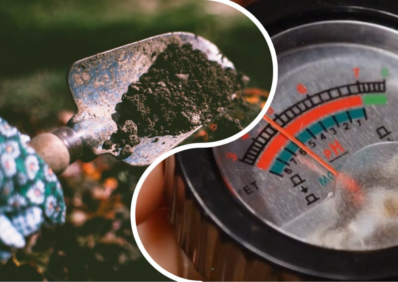 Дачники нагадали, як просто з'ясувати кислотність ґрунту