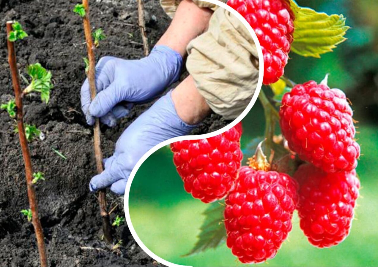 Садівники розповіли правила осінньої посадки малини