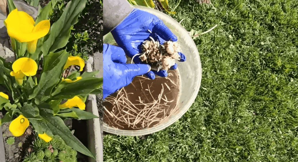 Я послухала сусіда-квітникаря й викопала калли: навесні зрозуміла, що він мав рацію. Ось основні правила 