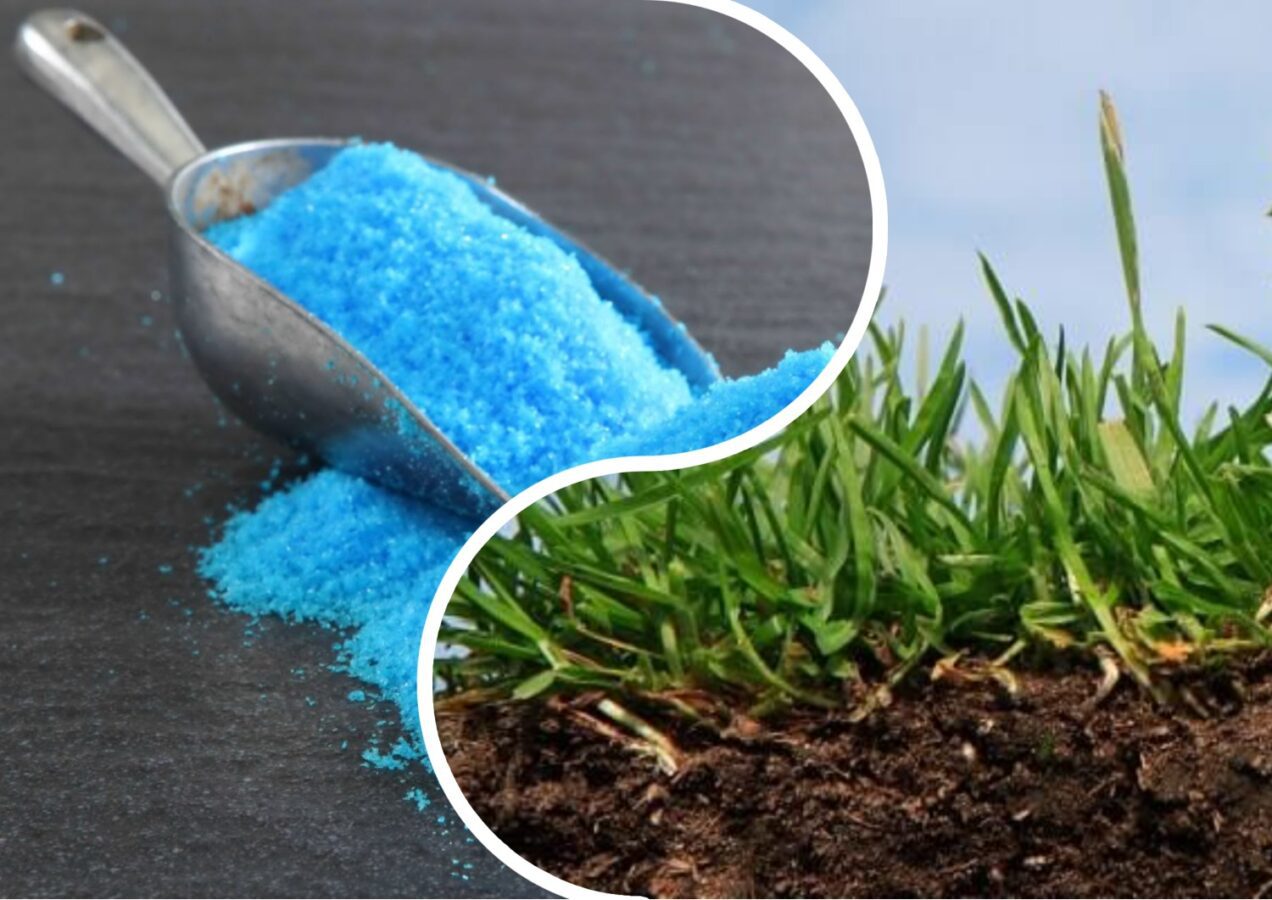 Городники поділились секретом оздоровлення ґрунту