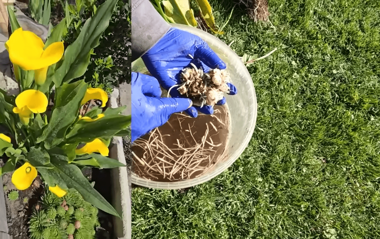 Квітникарі порадили, як правильно викопати кали восени