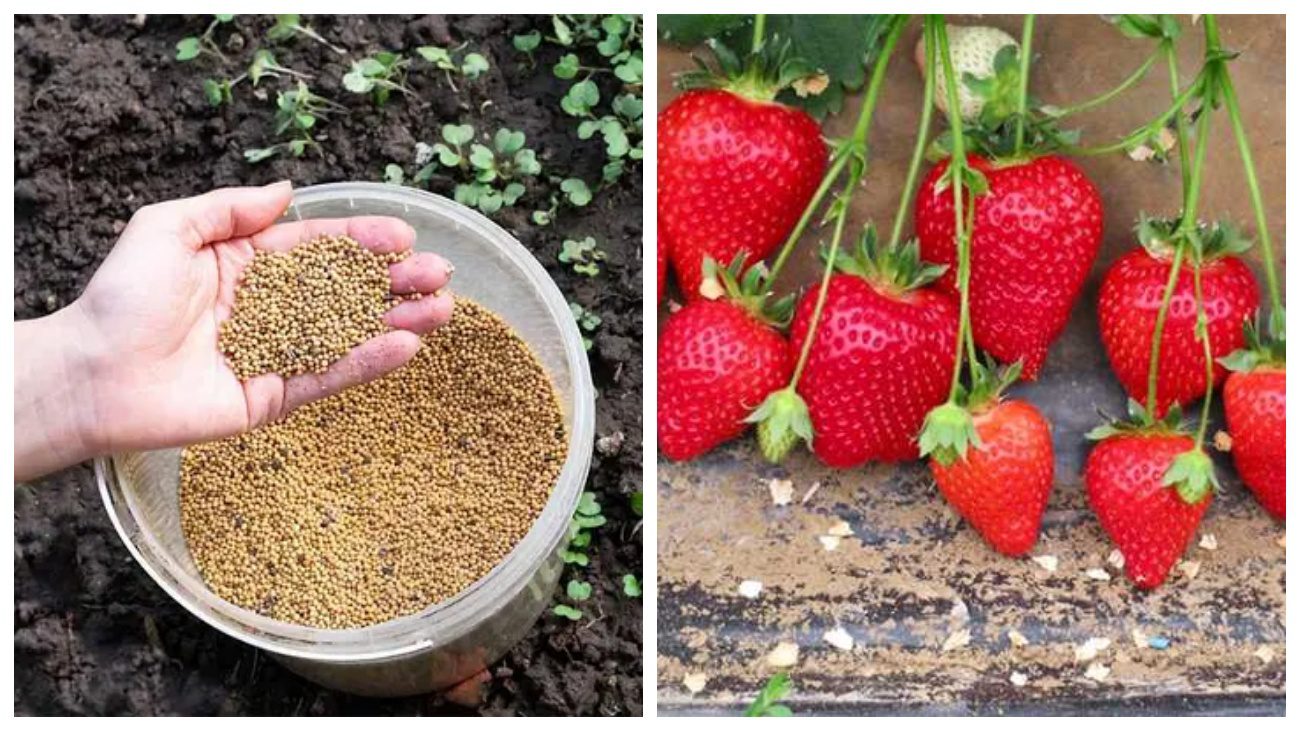 Садівники розповіли, як сидерати збільшують врожай полуниці