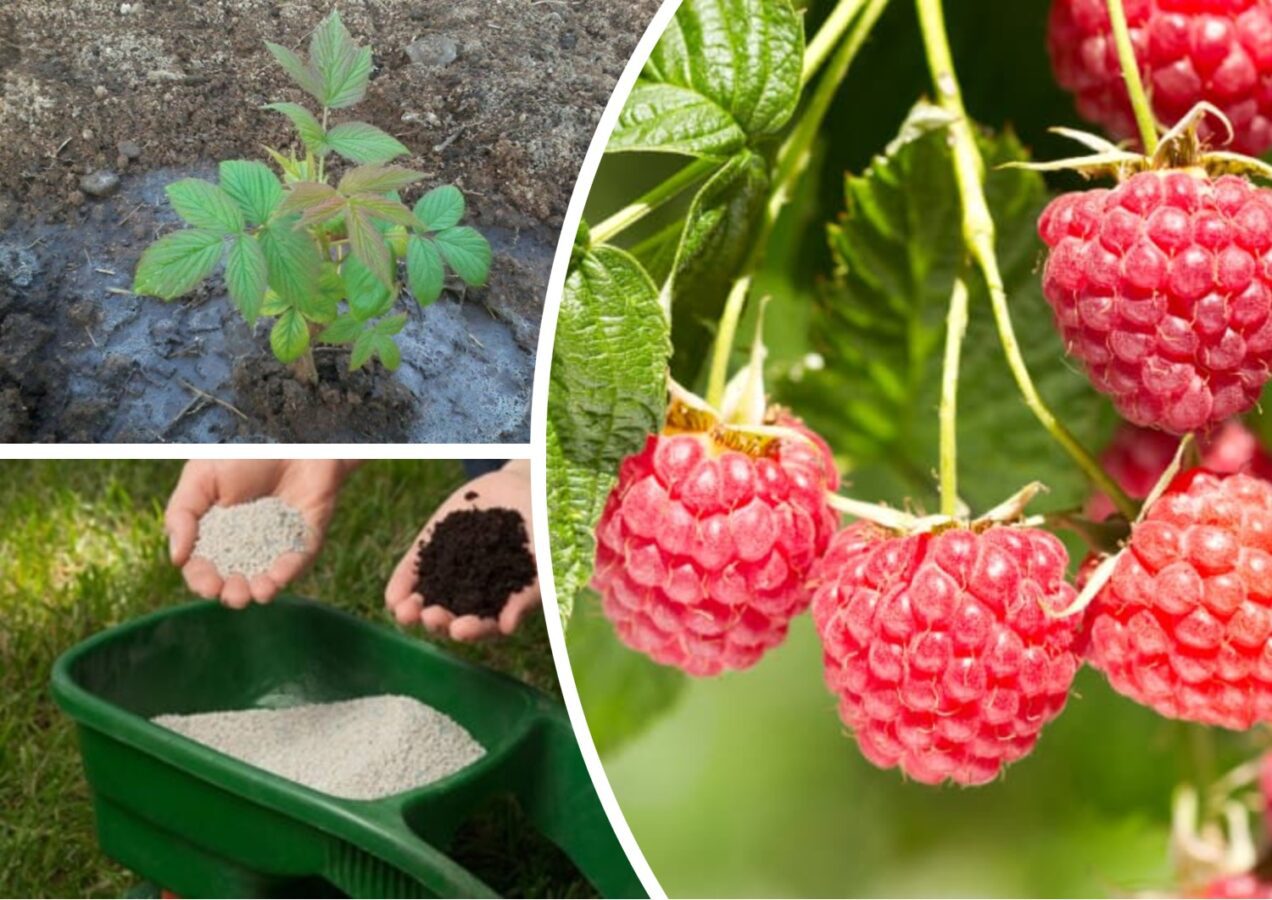 Експерти розповіли, як захистити полуницю, малину та ожину від хвороб