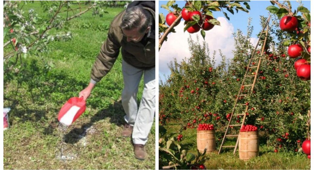 Підгодовую дорослі яблуні правильно, тому щороку гілки аж гнуться від плодів: 4 основні види добрива 