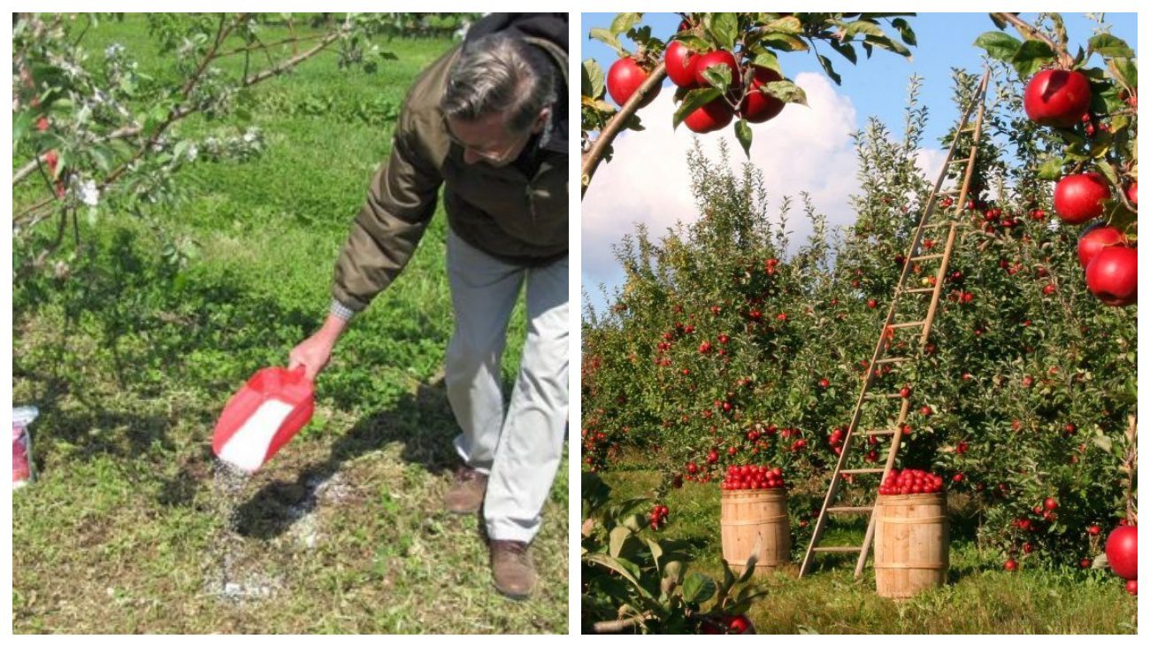 Садівники порадили, чим підживити плодові дерева восени