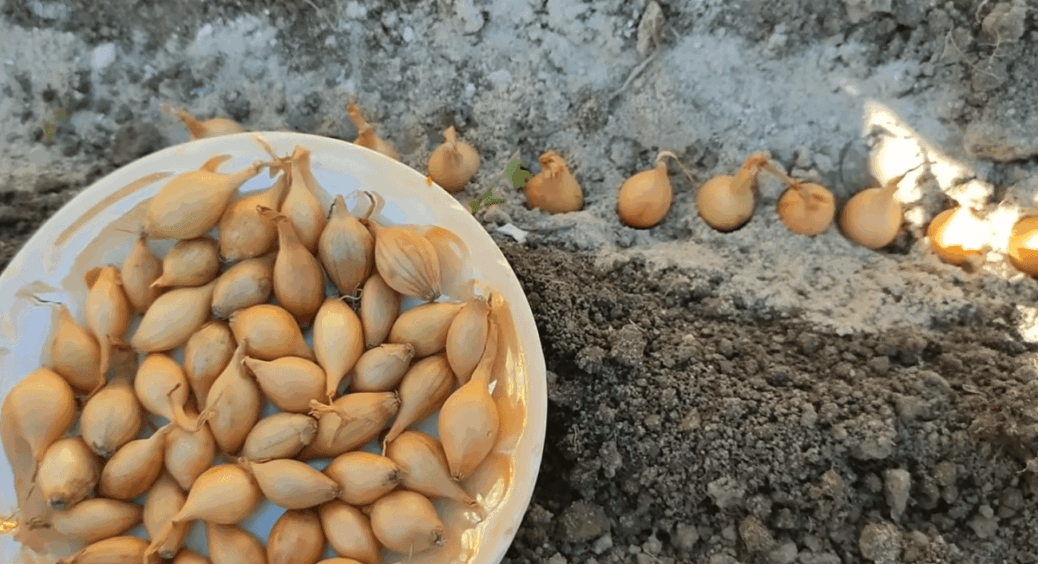 25 мільйонів за це добриво я б була готова віддати! Підживка для озимої цибулі за 5 коп., а діє — на всі 100 